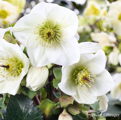 Helleborus Ice N' Roses White