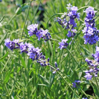 Lavandula angustifolia Munstead