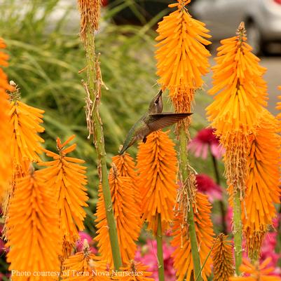 Kniphofia Mango Popsicle