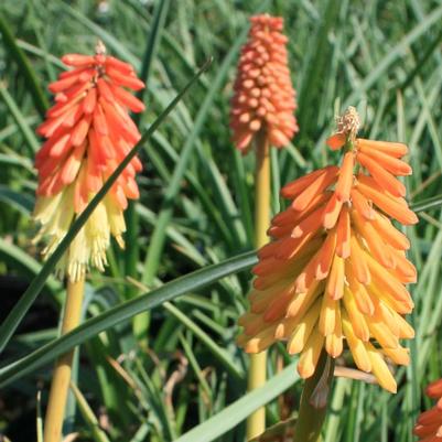 Kniphofia uvaria Border Ballet