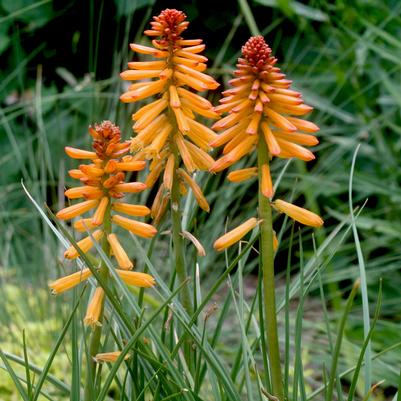 Kniphofia Poco Orange