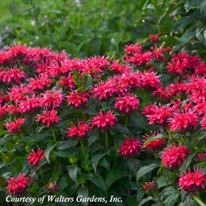 Monarda didyma Cherry Pops