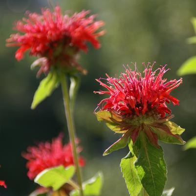 Monarda didyma 