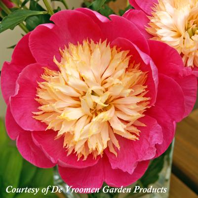 Paeonia lactiflora Bowl of Love