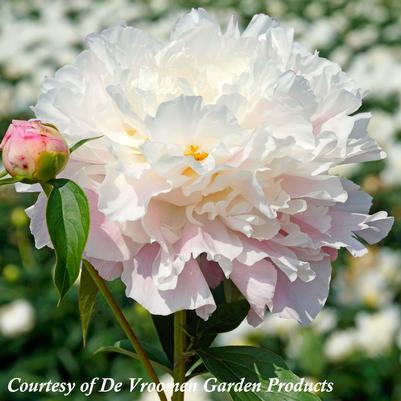 Paeonia lactiflora Catharina Fontijn