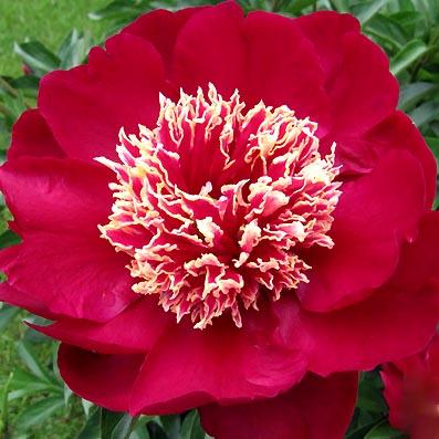 Paeonia lactiflora Charles Burgess