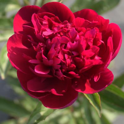 Paeonia lactiflora Big Ben