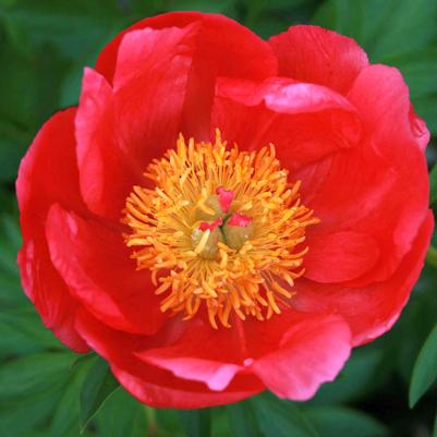 Paeonia lactiflora Flame