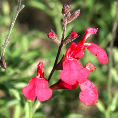 Salvia greggii Furman's Red