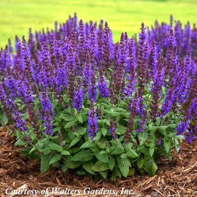 Salvia nemorosa Bumble Bumbleblue