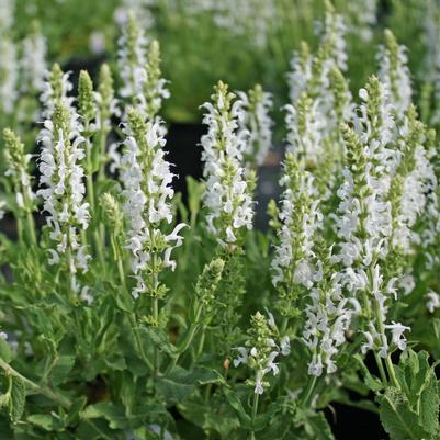 Salvia nemorosa Snow Hill