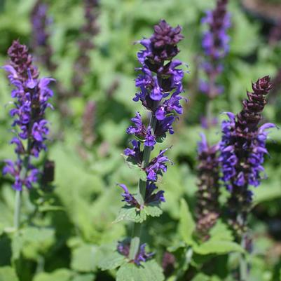 Salvia nemorosa Lyrical Blues