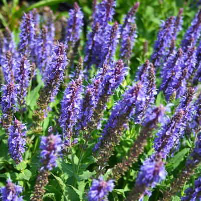 Salvia nemorosa Blue Hill