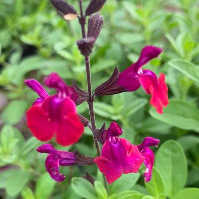 Salvia greggii Diane