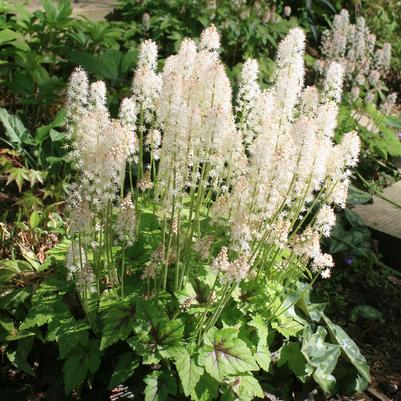 Tiarella cordifolia Brandywine