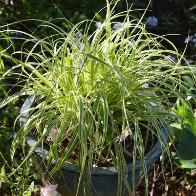 Carex oshimensis Feather Falls