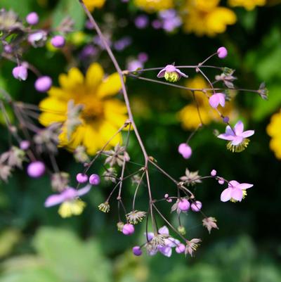 Thalictrum rochebrunianum 