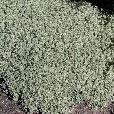 Thymus Silver Edged