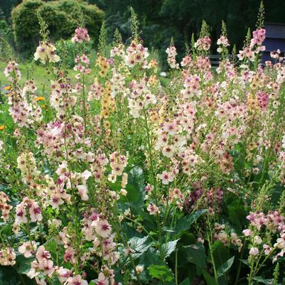 Verbascum Southern Charm