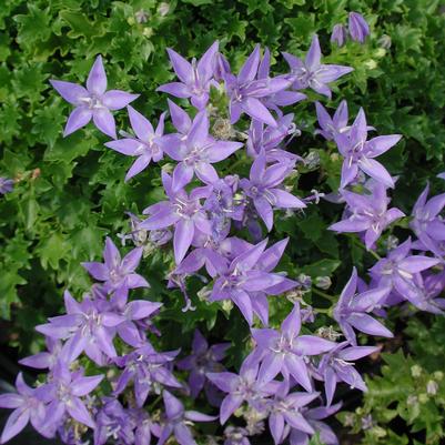 Campanula poscharskyana Blue Waterfall