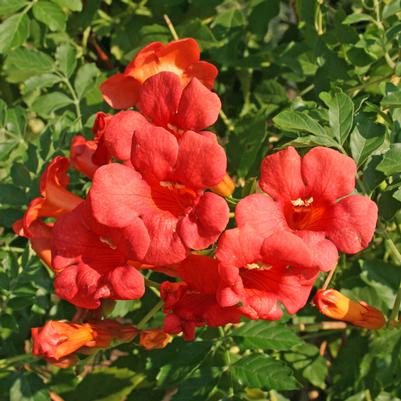 Campsis radicans 