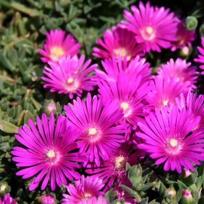 Delosperma Tiffindell Magenta