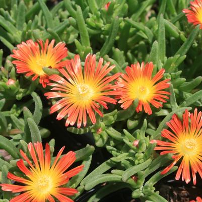 Delosperma Fire Wonder®