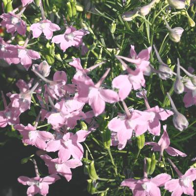 Delphinium grandiflorum Summer Morning