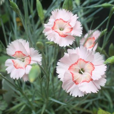 Dianthus Georgia Peach Pie