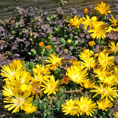 Delosperma nubigenum 