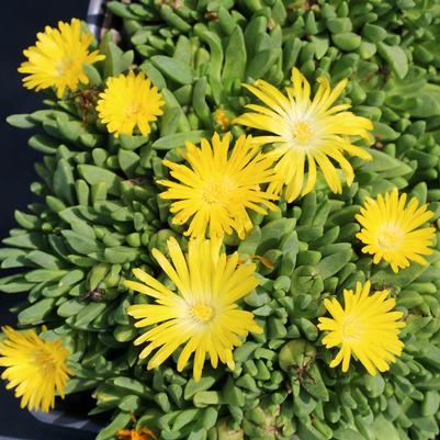 Delosperma congestum Gold Nugget