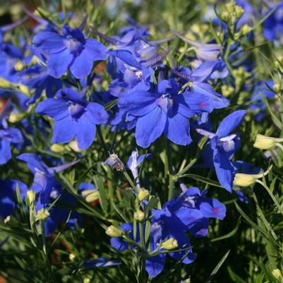 Delphinium grandiflorum Summer Nights