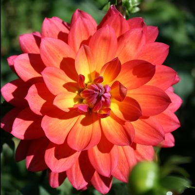 Dahlia Firepot