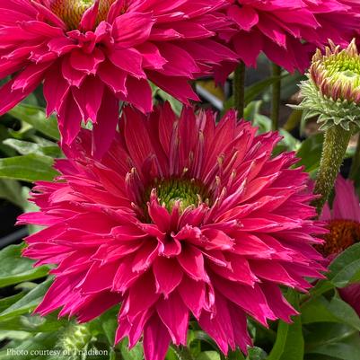 Echinacea Sunseekers Sweet Fuchsia