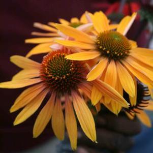 Echinacea Big Kahuna