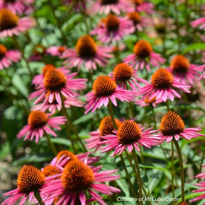 Echinacea Pica Bella