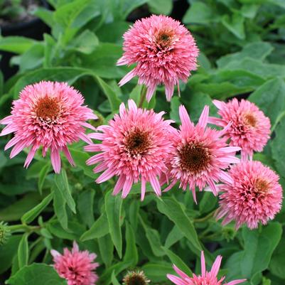 Echinacea Butterfly Kisses