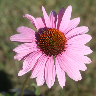 Echinacea purpurea Magnus