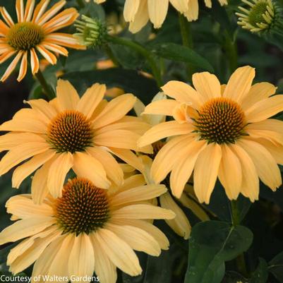 Echinacea One in a Melon