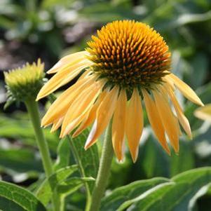 Echinacea Big Sky Harvest Moon