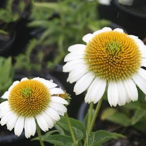 Echinacea Sombrero Blanco