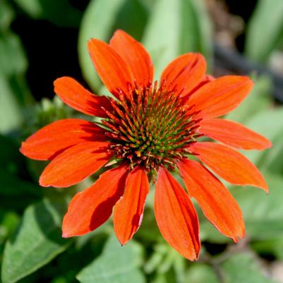 Echinacea Sombrero Adobe Orange