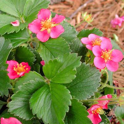 Fragaria vesca Lipstick