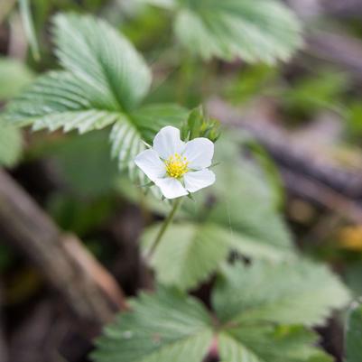 Fragaria virginiana 