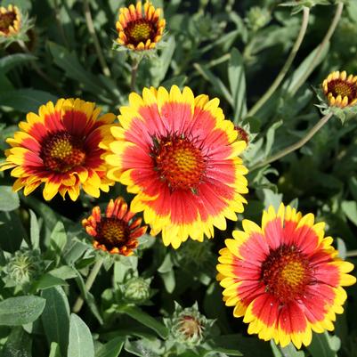 Gaillardia grandiflora Arizona Sun