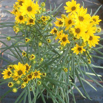 Helianthus salicifolius First Light