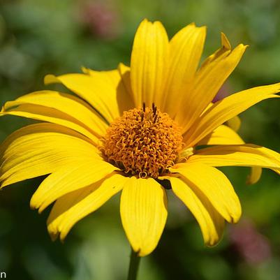 Heliopsis helianthoides 