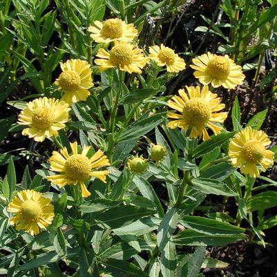 Helenium autumnale Helena Gold