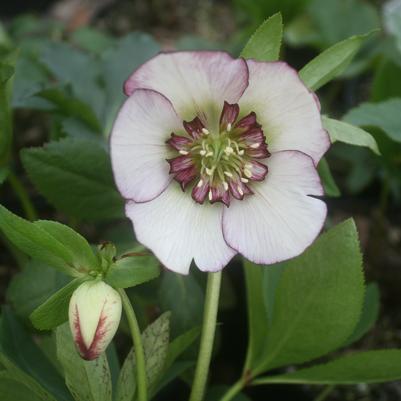 Helleborus French Kiss