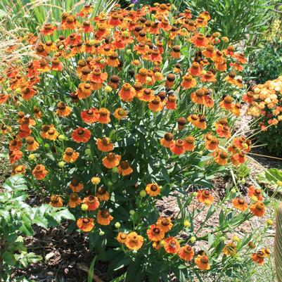 Helenium Mardi Gras